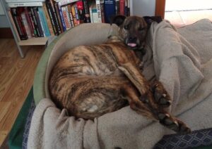 Lucinda the dog, in her dog bed, captured at a moment such that it looks like she's sticking her tongue out at you. 